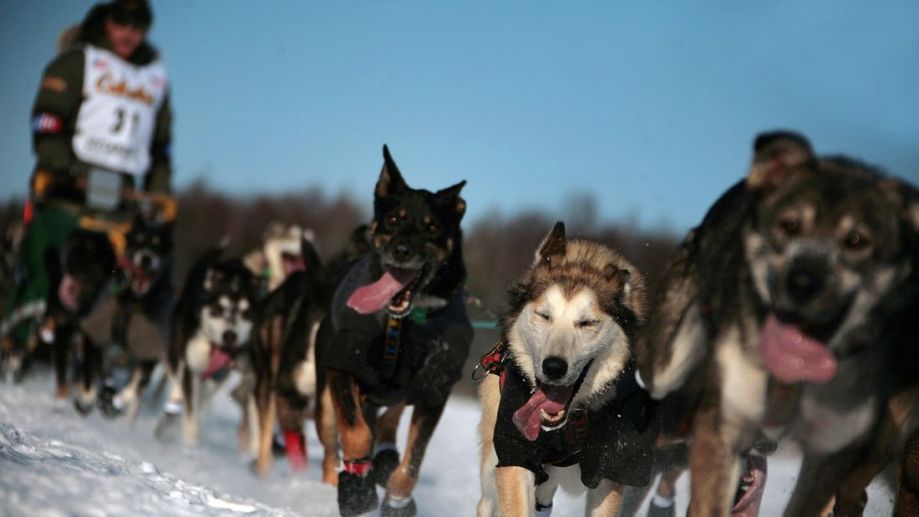 【与狗狗一起度过8天8夜】在阿拉斯加年度狗拉雪橇比赛中，游客将和狗狗一起跑过1600公里的冰原。需要花费至少8天时间。途中，游客将好好感受漫无边际的降雪、疾风和降至零下50度的低温。