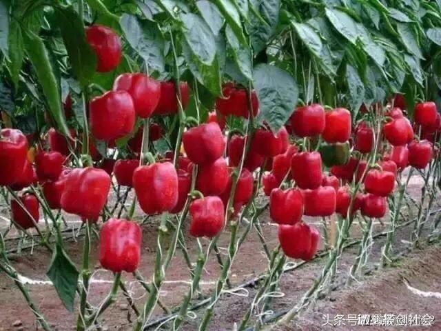 土地确权后,没有土地的村民应该如何更多保障