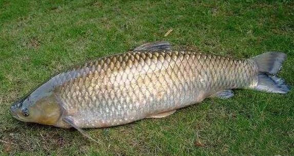 6,孕妇吃鲫鱼:有益气健脾,利水消肿,清热解毒,通络下乳等功能.