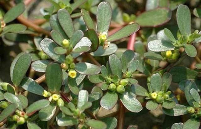 有人说农村野菜价格贵,一斤能卖好几十元,为何