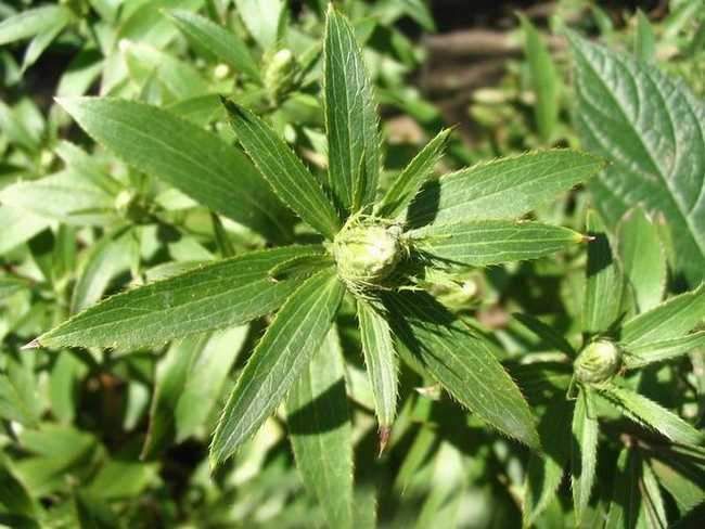 它是滑膜炎的对手,这个简单土偏方,轻松帮你克