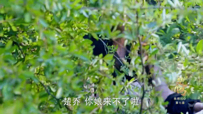 楚乔传:兰儿为救楚乔沦为奴妓,被宇文怀搭救进宫,最后被楚乔毒死! 楚乔传:兰儿为救楚乔沦为奴妓,被宇文怀搭救进宫,最后被楚乔毒死!