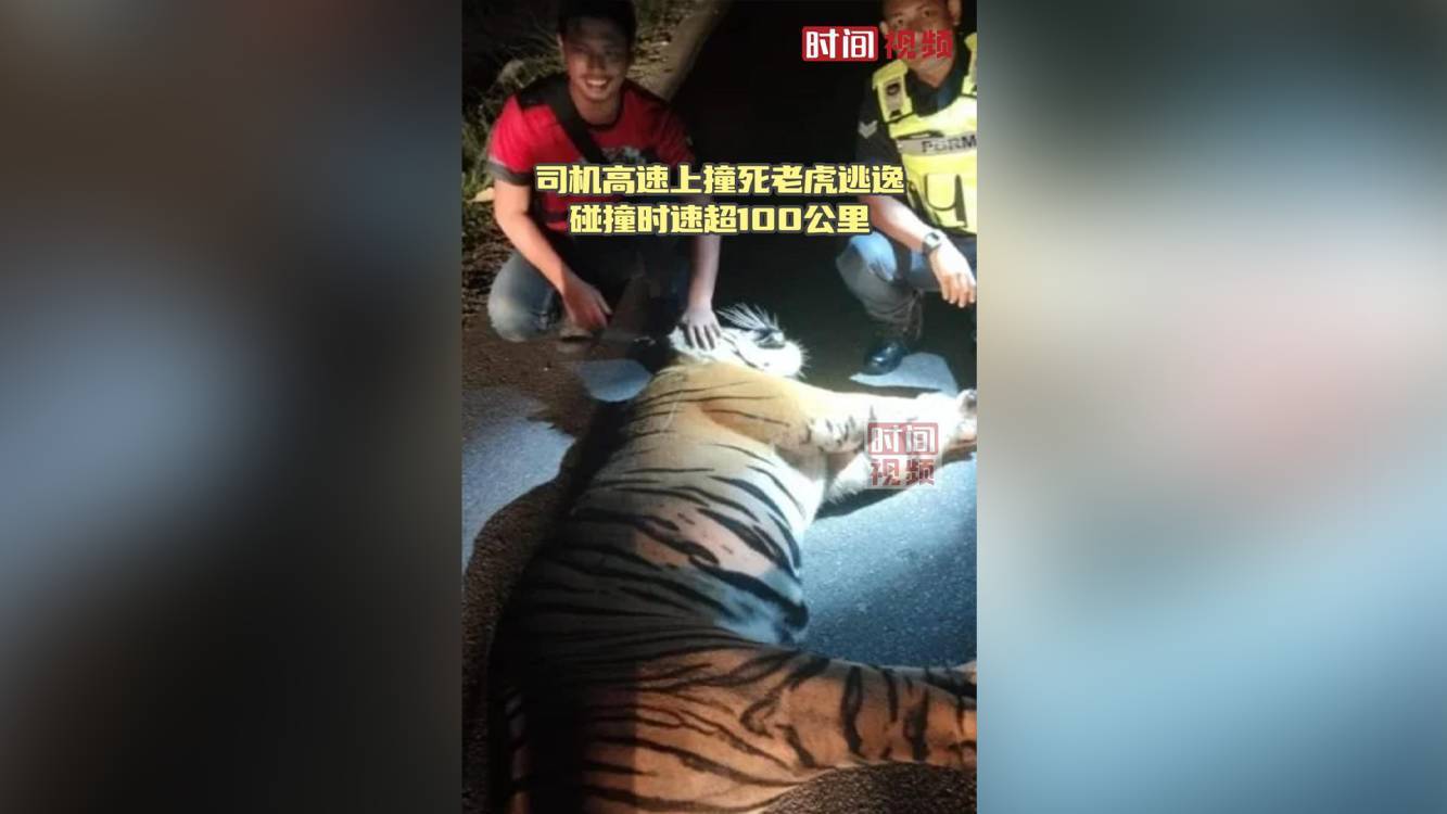 马来西亚一司机高速上撞死老虎逃逸 碰撞时速超100公里