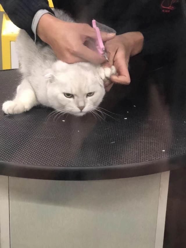 宠物猫:肥猫洗澡,一脸生无可恋,行走的表情包