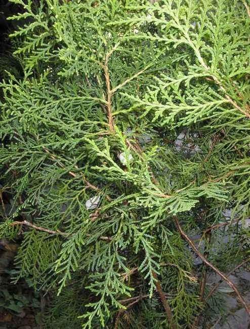 白发不可怕,用它洗头,10分钟头发变黑,简单快捷