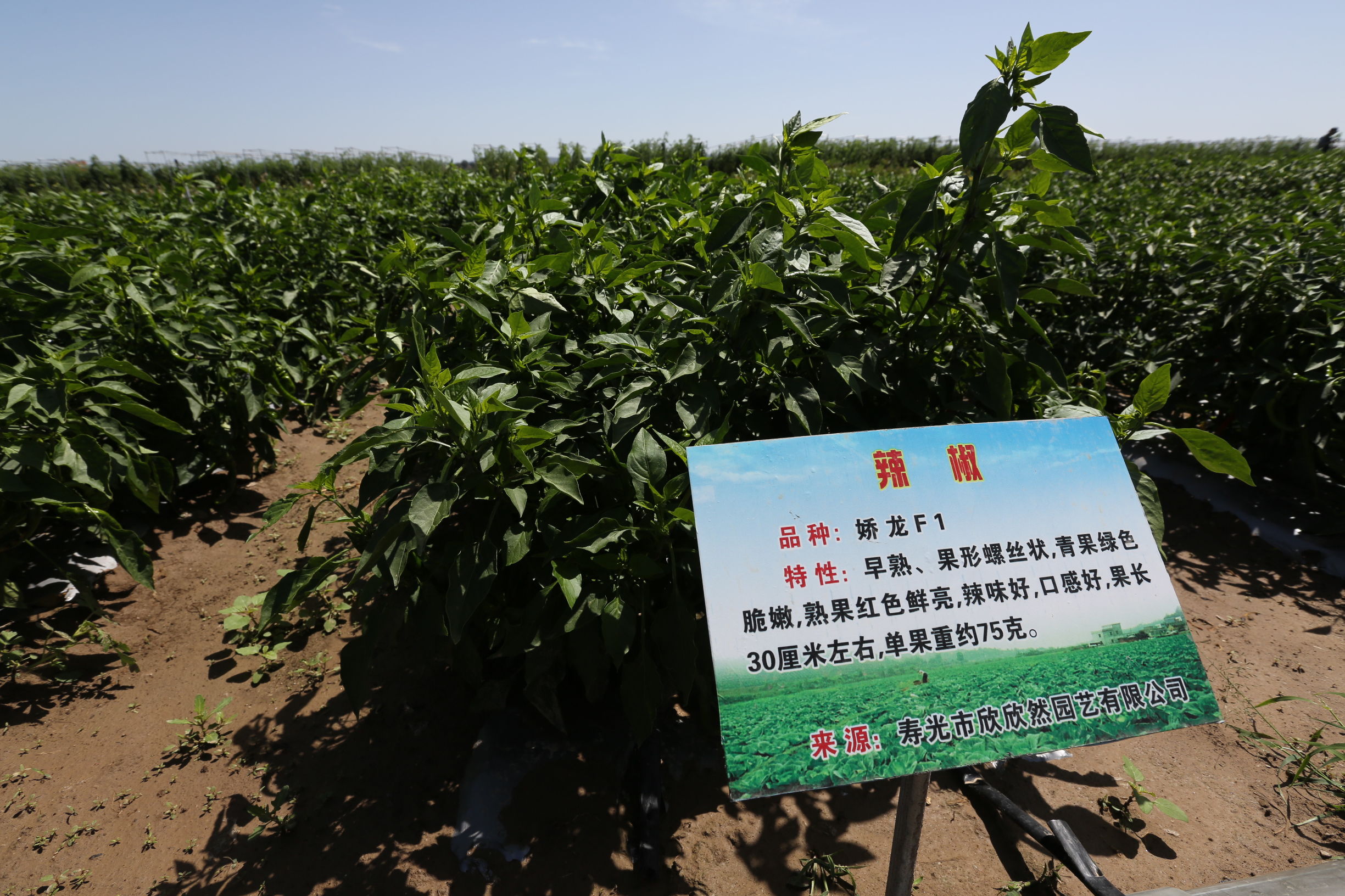 宁夏姚磨村万亩冷凉蔬菜基地 寿光品种真不少