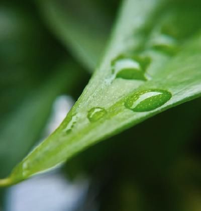 网友晒图:红米Note5微距摄像头,打开世界新大