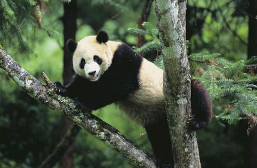 放归森林的大熊猫,如果吃掉农户家的东西,造成的损失谁来负责?