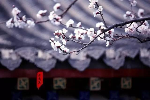 沾衣欲湿杏花雨，吹面不寒杨柳风