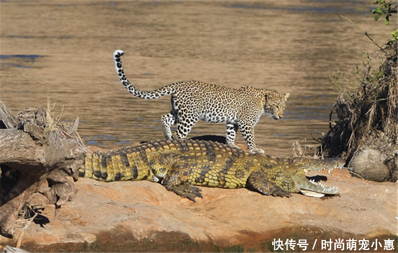 猎豹跑到鳄鱼旁边晃来晃去,难道是准备捕杀这条鳄鱼么,然后猎豹就慢慢