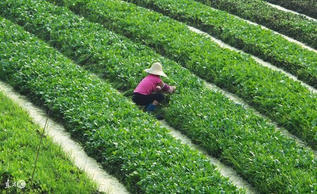 未来五年最有前景的十大暴利行业排行榜,农村