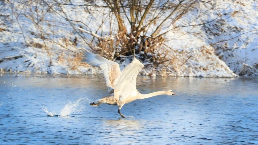 白俄罗斯春雪