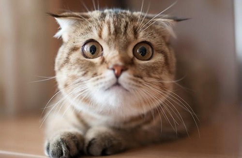 牛磺酸是什么?猫为什么要吃牛磺酸?