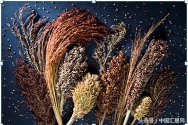 原出口至中国的美高粱改道沙特,中国企业望政