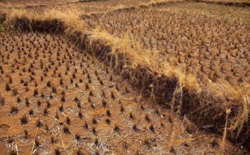 中国人喜欢出国旅游,但是为什么很少人去印度