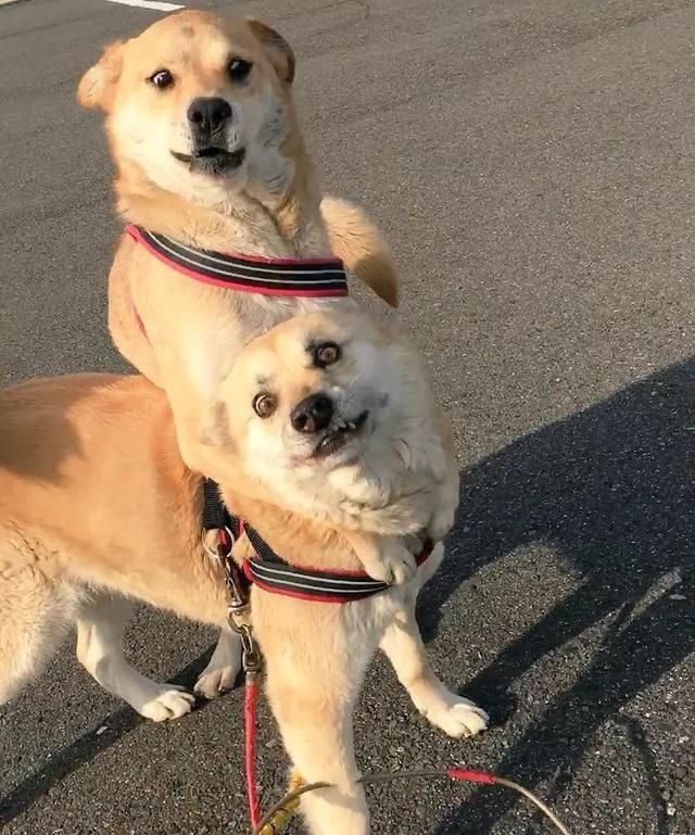 塑料花姐妹情算什么, 人家这可是仙人掌般刺激