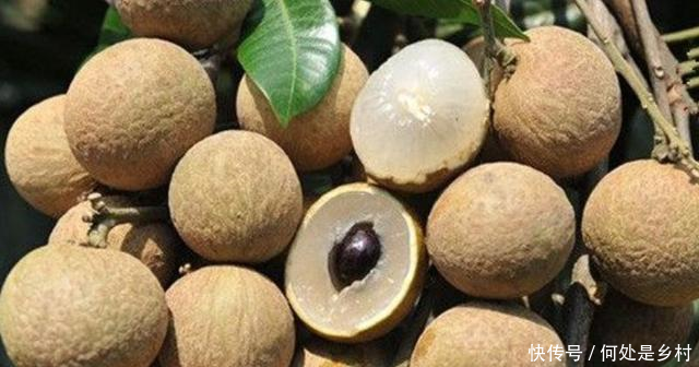 农民种植的假黄皮,亩产高达5000斤,每斤10元