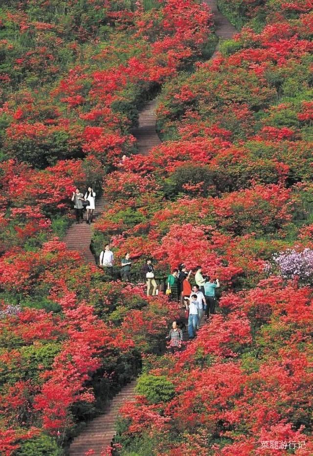 浏阳 当漫山的"映山红",在朝阳光辉的映照下,红艳似火,娇媚动人,更是