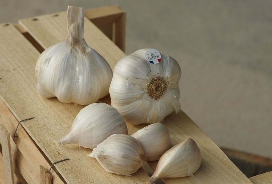 春天喝一碗蒸大蒜水,感冒咳嗽再也不用吃药~