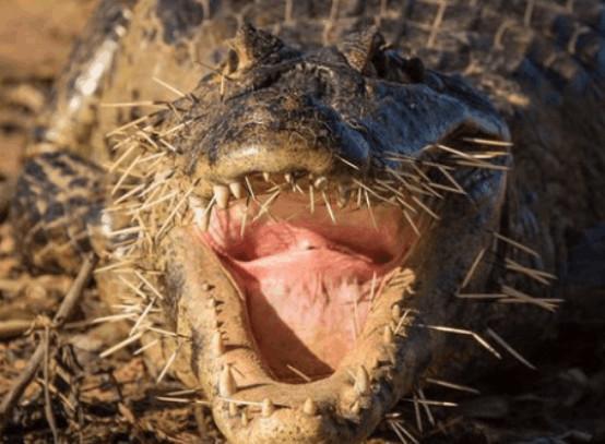 鳄鱼作死咬豪猪反被刺扎,最后的这个模样,让我们一脸懵