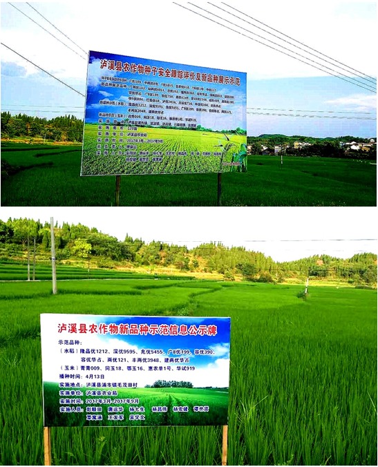 泸溪加速品种更替推进优质