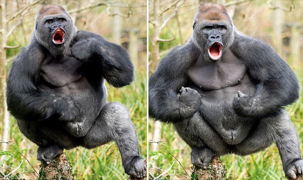 英动物园3只黑猩猩出逃 拔水管扯电线全程秀肌肉