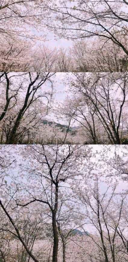 春风十里,落樱依依