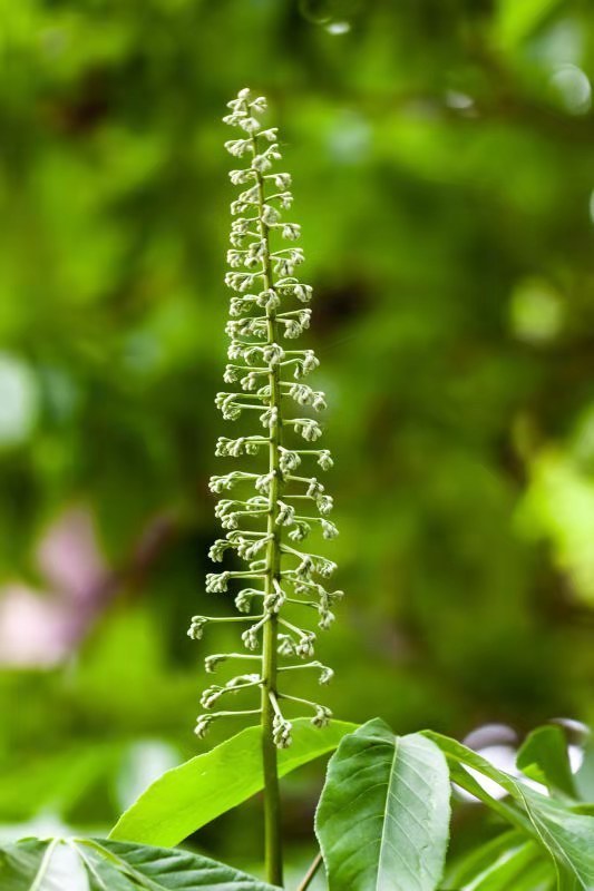 菩提树又称七叶树,是七叶科七叶属,最大的特征就是一个叶柄上有7片