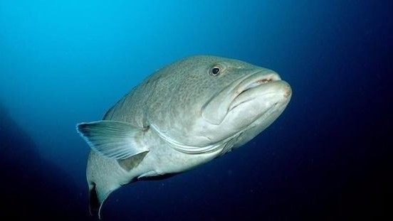 藏在深海鱼中的雪卡毒素有什么特性？