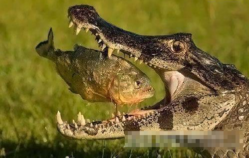 亚马逊河杀手排行榜上排首位 食人鱼拿它没办