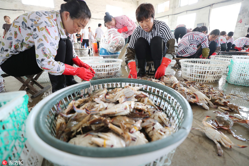 2018年8月7日,渔民在江苏省连云港市赣榆海头港海产品交易市场分拣梭子蟹,准备装车外运。
近日,江苏省连云港市秋捕梭子蟹喜获丰收,梭子蟹日到港量40多万公斤,当地渔民加紧捕捞和分拣,及时装车外运,满足市场需求。 
自8月1日12时起,黄海和东海海域桁杆拖虾、笼壶类、刺网和灯光围(敷)网作业渔船结束为期3个月的伏季休渔,开始海上捕捞作业。