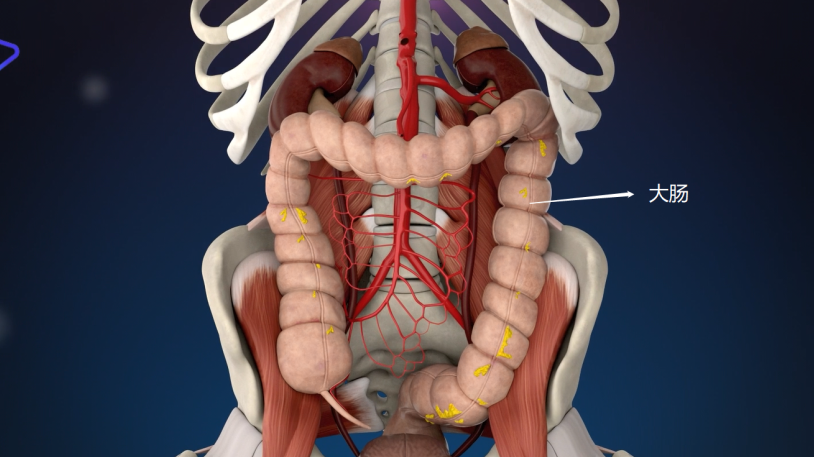 变化无“肠” | 结直肠肿瘤一般都长在哪里？医学3D告诉你