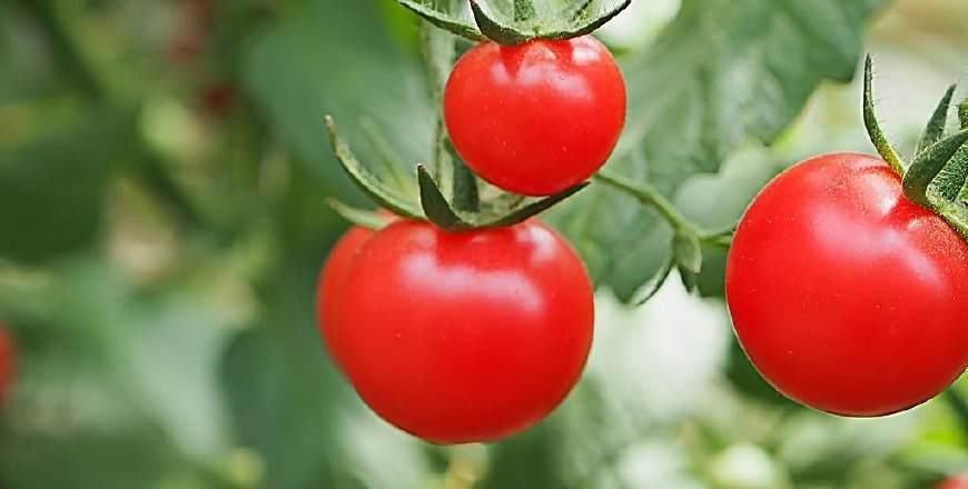 以前,南美古印加帝国让士兵战前大量食用徽琼果以提升荷尔蒙分泌