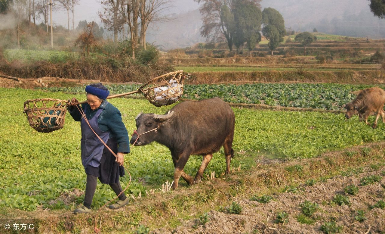 农村老话为什么说农民有三宝是丑妻、近地、破