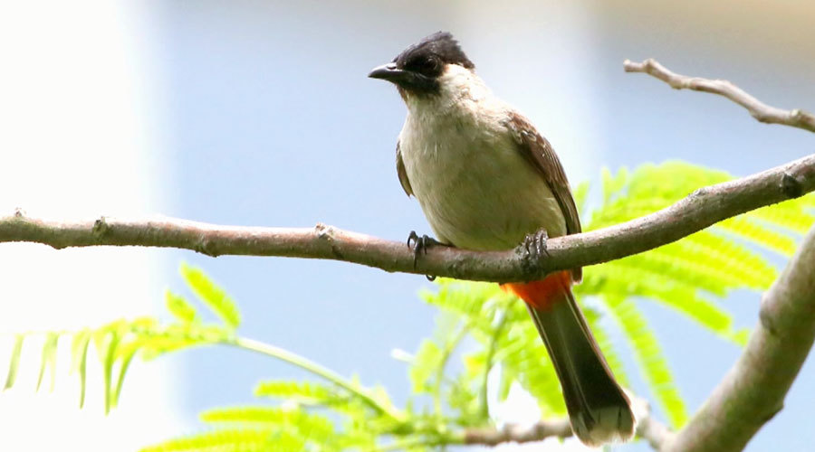 纪录片《镜语之鹭》——非剧情类节目 纪录片《镜语之鹭》——非剧情类节目