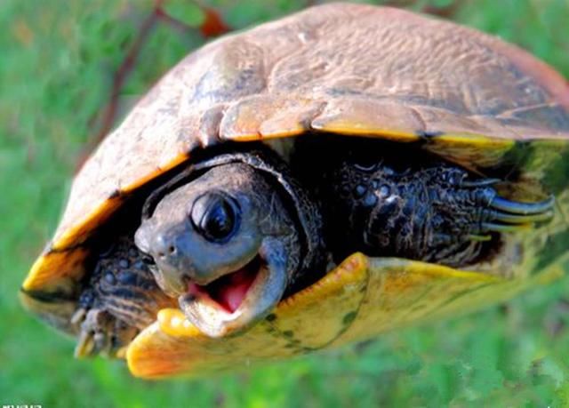 《风云2》徐福饮凤血长生,那么现实中乌龟血输