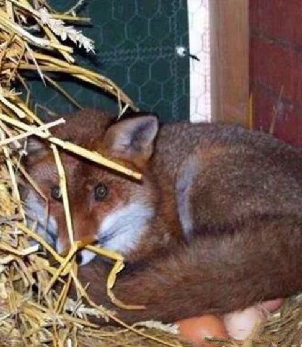 女孩去鸡窝里捡鸡蛋,突然一声惨烈鸡叫,进窝一