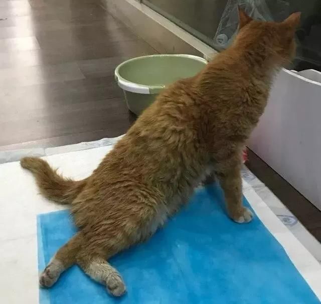 神预测世界杯的故宫猫去世了,带走它的猫血栓