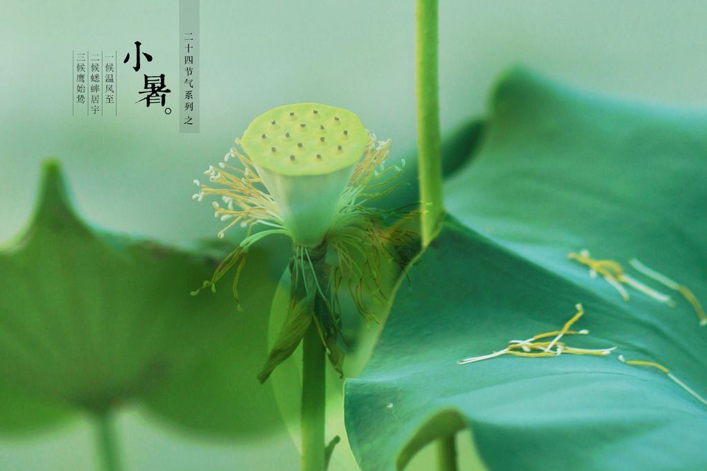诗意小暑：《小暑六月节》