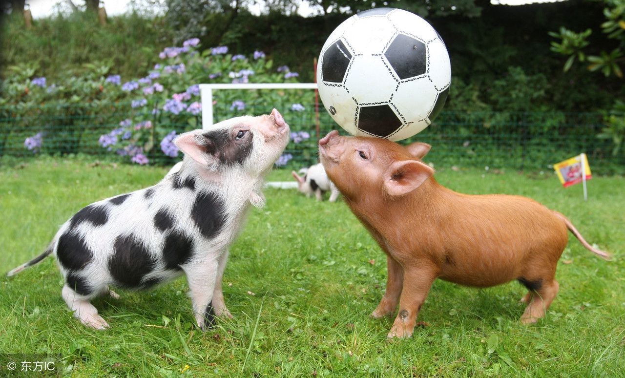 中甲火了!外援首秀遭飞踹头部,直接送医院,裁判