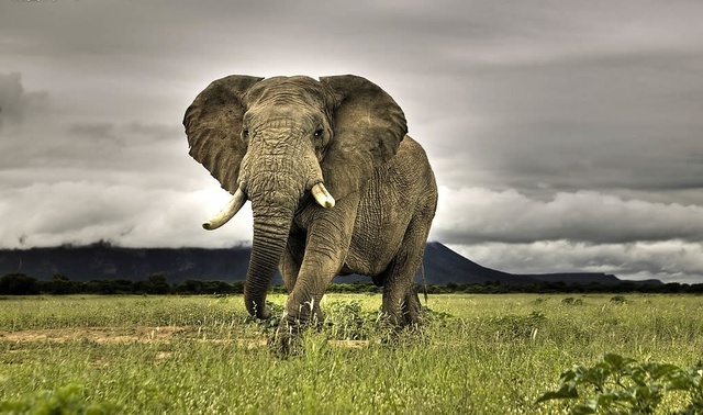 椿象，除了放屁，你给这个世界带来什么?