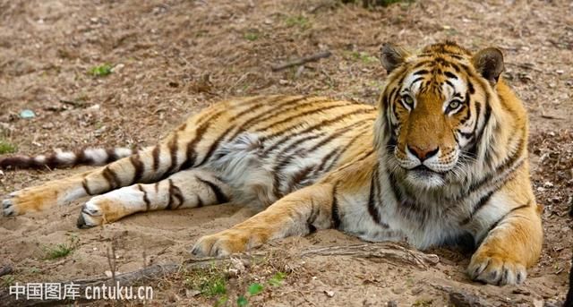 属虎人今年运势大好,发发发!