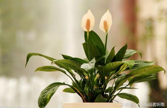 常见的8种旺运花卉,赶紧养一盆