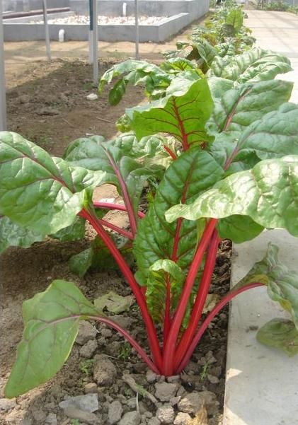 根达菜摘得越多,长得越多,全家人吃不完,忍痛喂