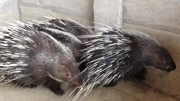 2018-2019年最火爆最赚钱的养殖项目你知道吗