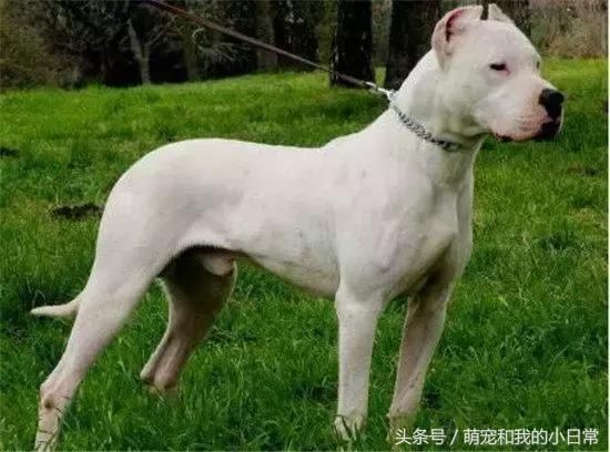 家明令禁养的五种恶犬:藏獒都没上榜,这些狗绝
