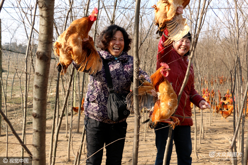 徒手抓鸡!江苏句容举办