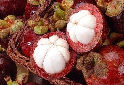 山竹卖的贵?那是你不知道它的采摘有多难!真是