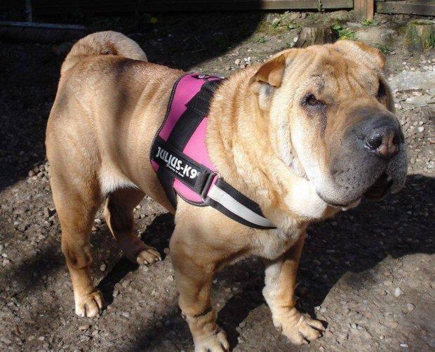 Gina McCallum是这个慈善机构的创始人，她说自己对于沙皮狗有着独特的喜爱，这个品种的狗狗非常可爱，但往往会被人误解和嫌弃，而在当今社会，狗狗们的过度繁殖和无良主人总是会对它们造成不小的伤害。