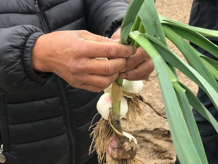 拼多多都去中牟卖大蒜了,你是否也能抓住这个